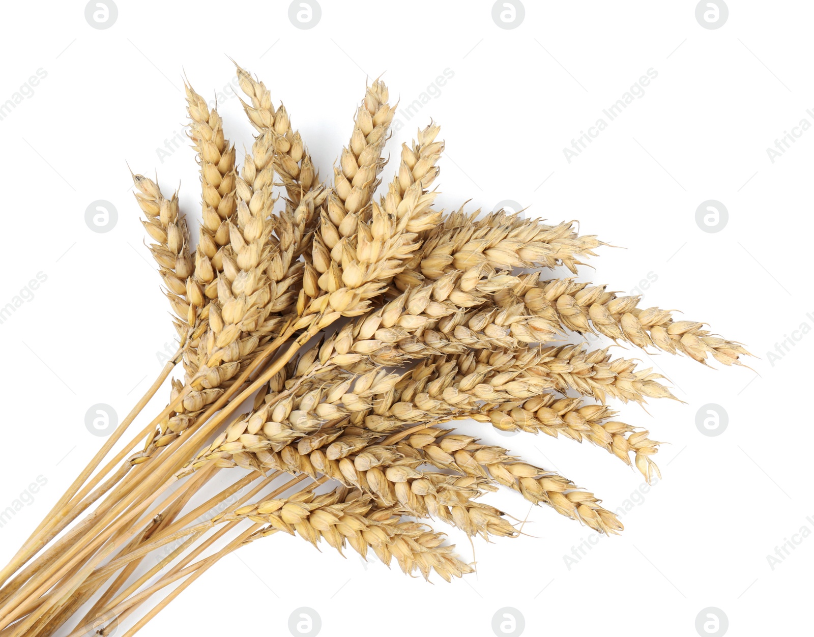 Photo of Bunch of wheat on white background, top view. Space for text