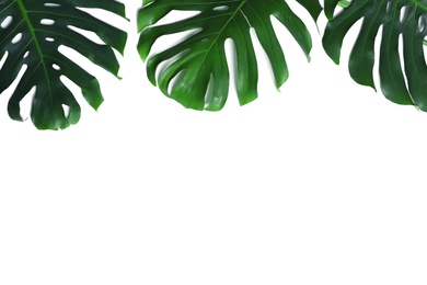 Photo of Green fresh monstera leaves on white background, top view. Tropical plant