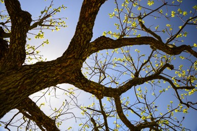 Beautiful tree with budding leaves against blue sky on sunny day, low angle view