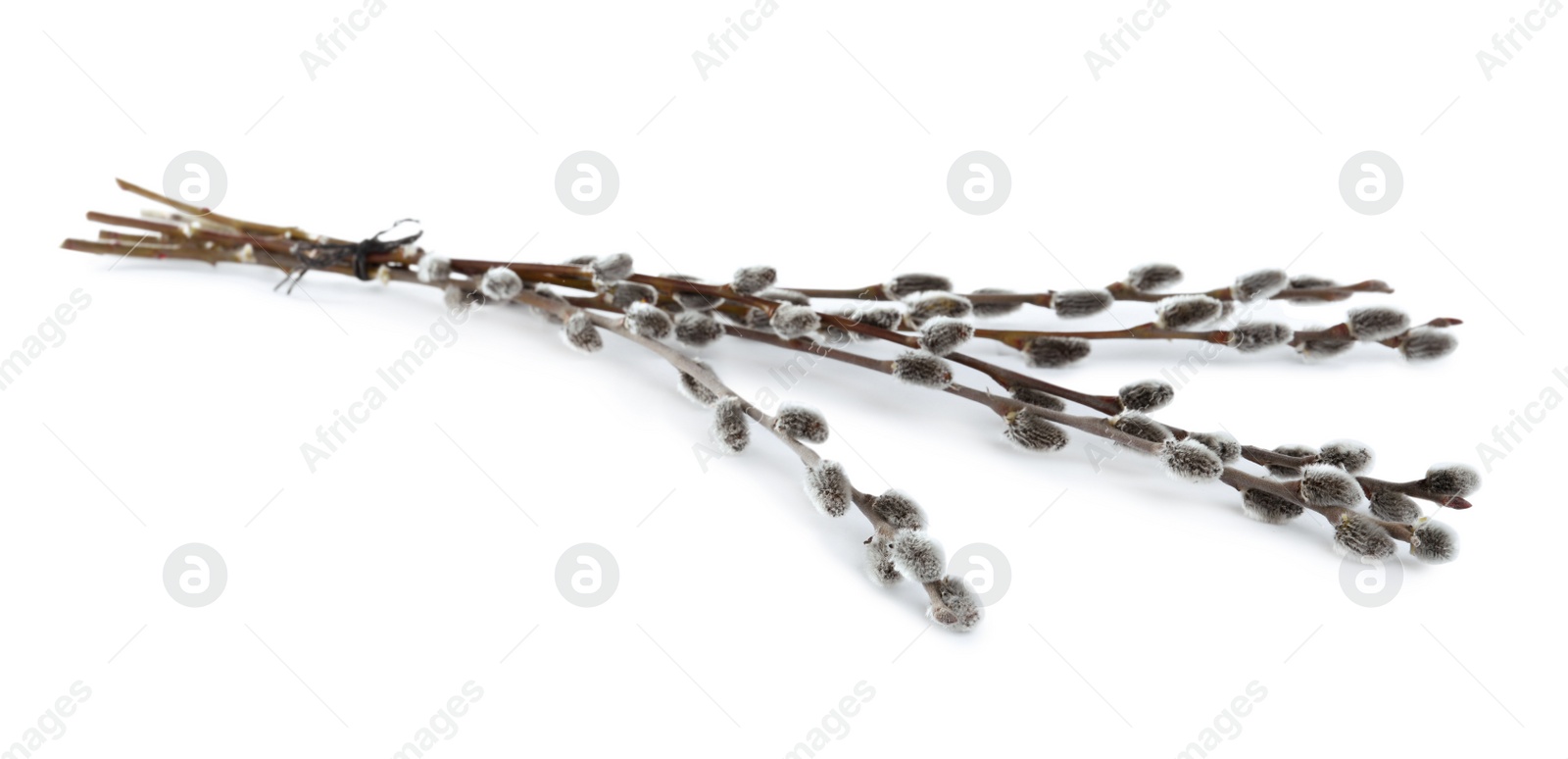 Photo of Beautiful blooming pussy willow branches on white background