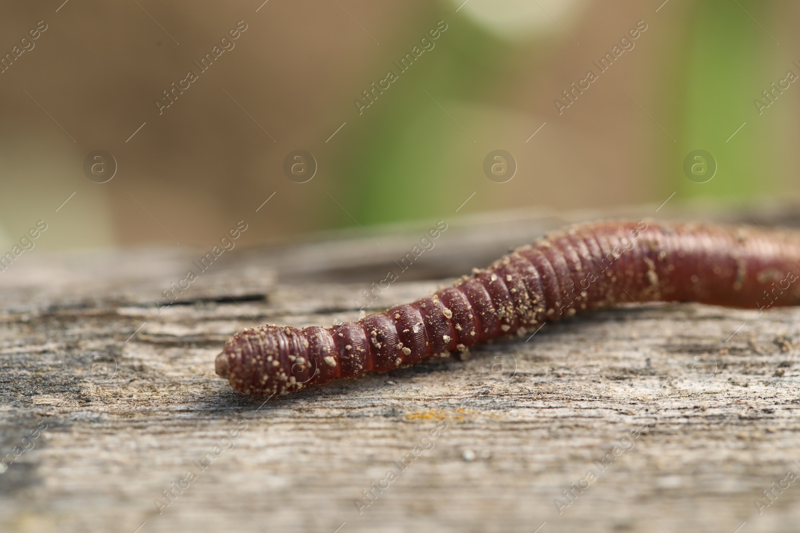 Photo of One worm on wooden surface against blurred background, closeup