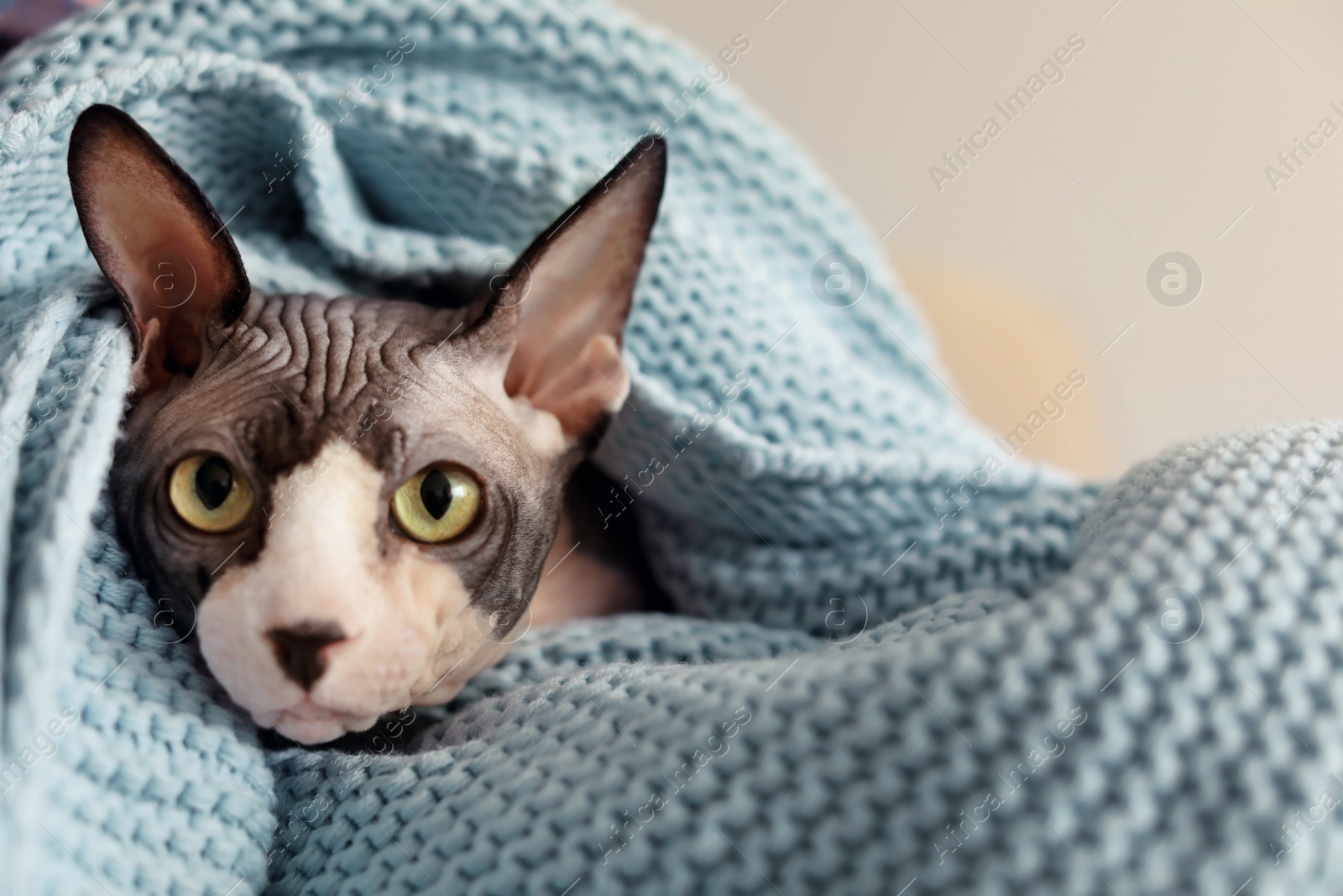 Photo of Sphynx cat wrapped in plaid at home, closeup