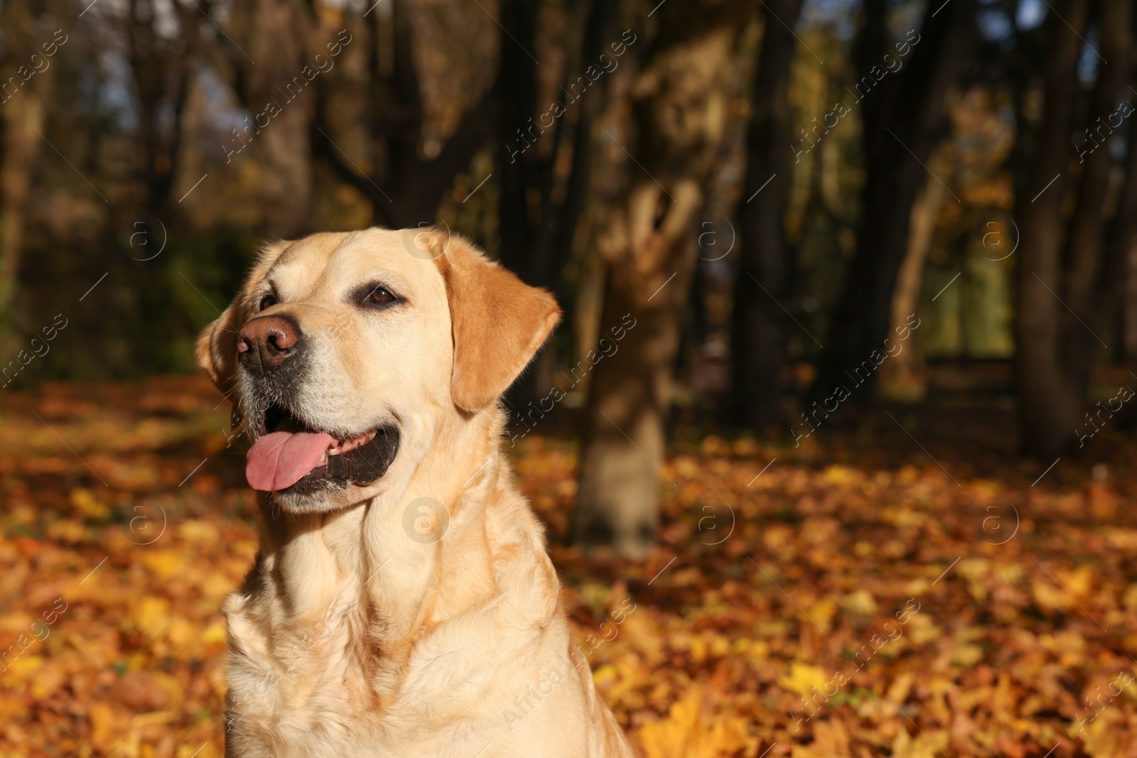 Photo of Cute Labrador Retriever dog in sunny autumn park. Space for text