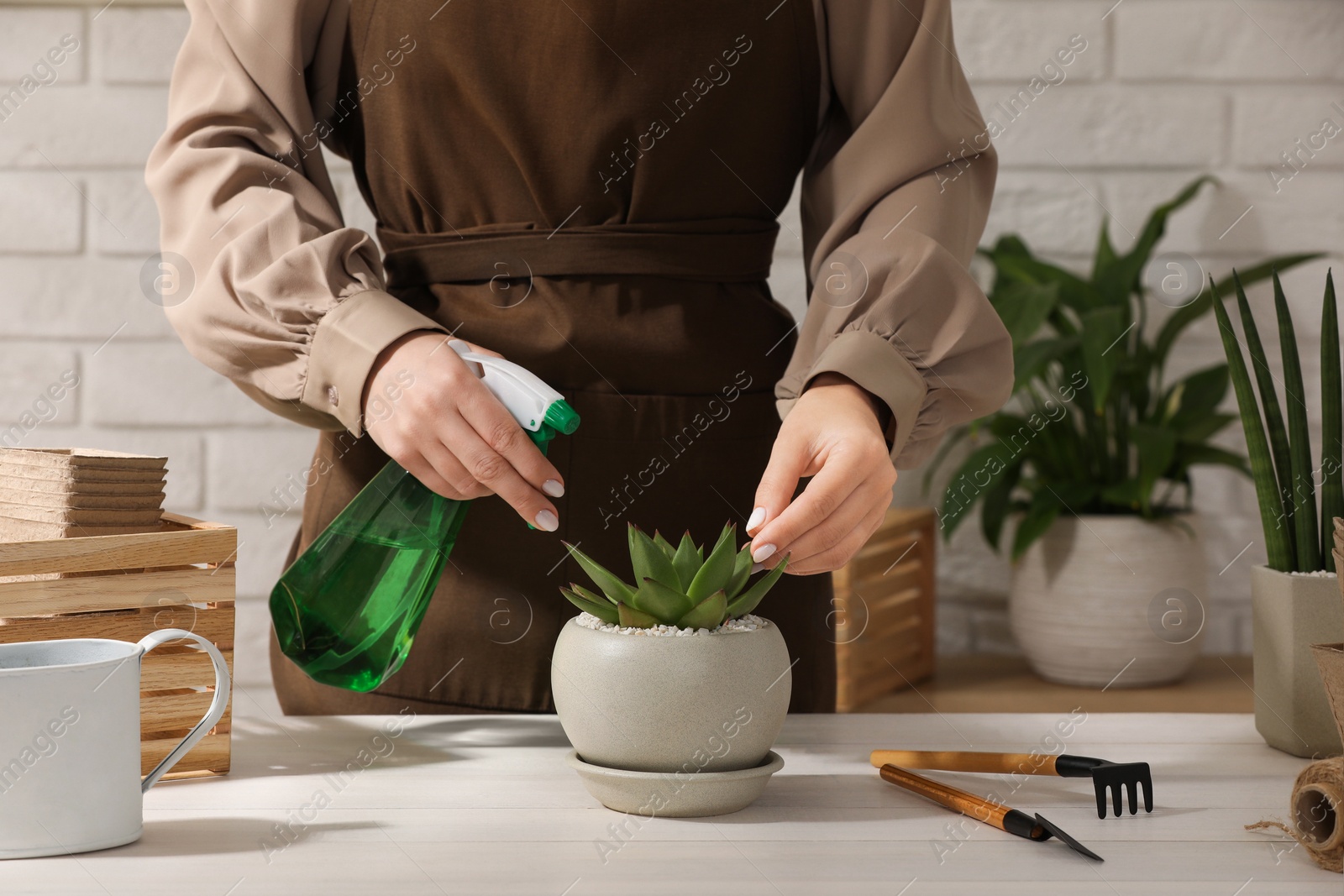 Photo of Woman spraying beautiful succulent plant with water at white wooden table, closeup