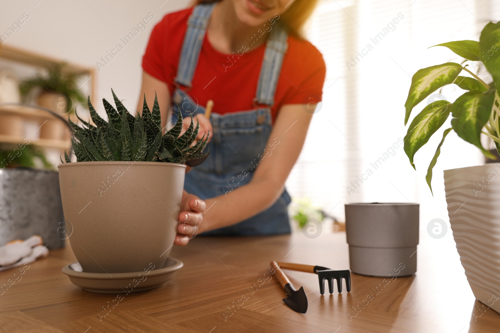 Photo of Young woman potting succulent plant at home, closeup. Engaging hobby