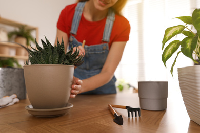 Young woman potting succulent plant at home, closeup. Engaging hobby