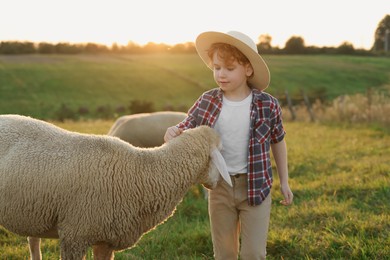 Photo of Boy stroking sheep on pasture. Farm animals