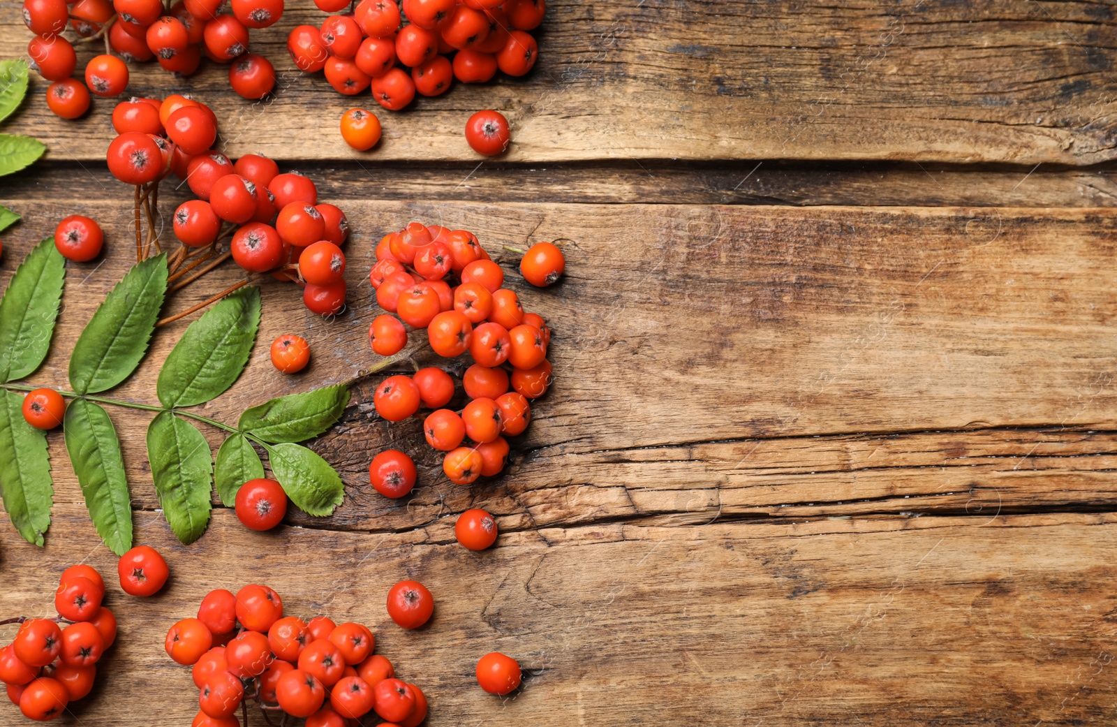 Photo of Fresh ripe rowan berries and green leaves on wooden table, flat lay. Space for text