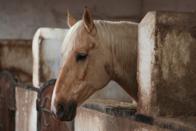 Photo of Adorable horse in stable. Lovely domesticated pet