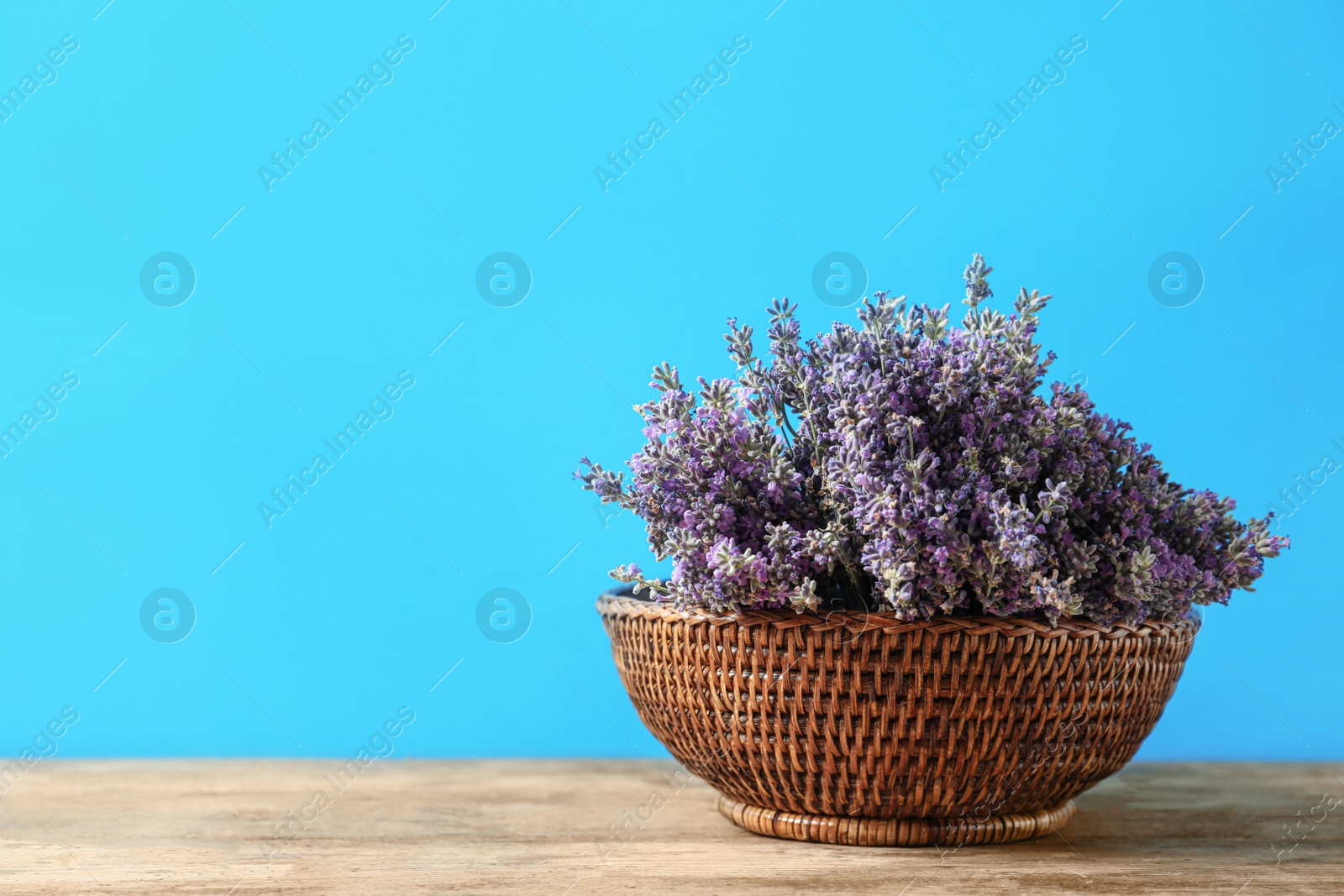 Photo of Basket with fresh lavender flowers on wooden table against blue background. Space for text