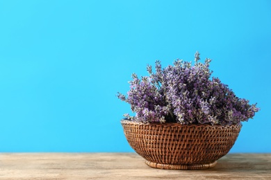 Basket with fresh lavender flowers on wooden table against blue background. Space for text