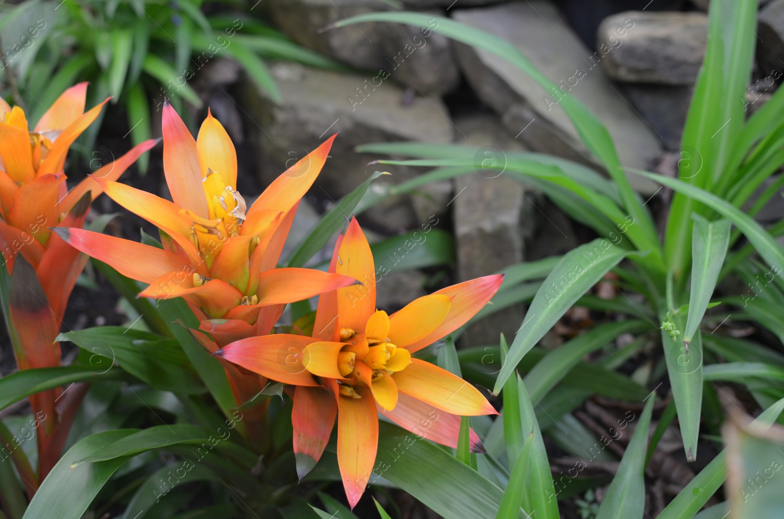 Photo of Beautiful orange guzmania flower outdoors, closeup. Space for text