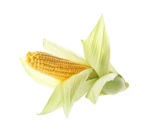 Photo of Ripe raw corn cob with husk isolated on white