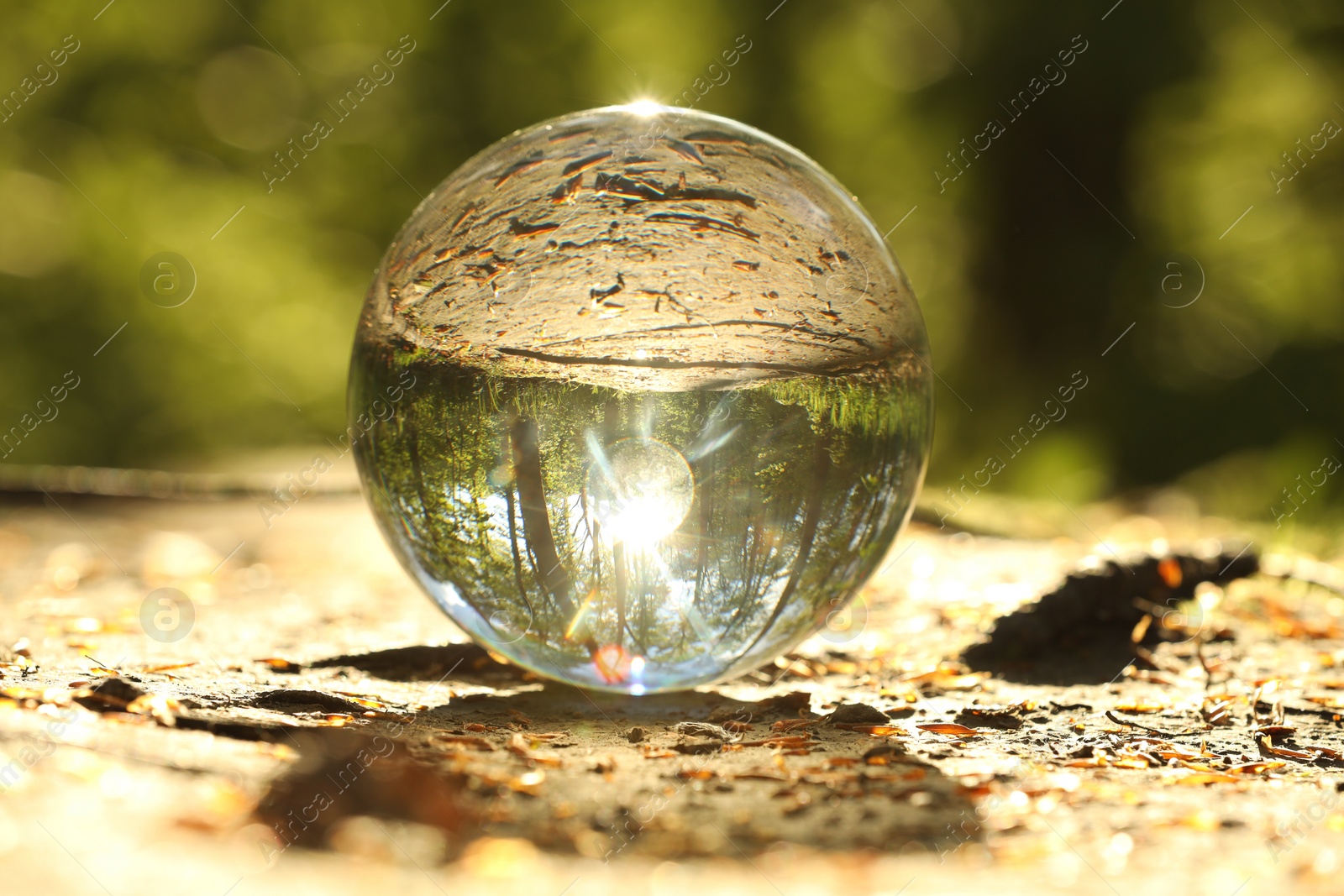 Photo of Beautiful forest with green trees, overturned reflection. Crystal ball on ground outdoors