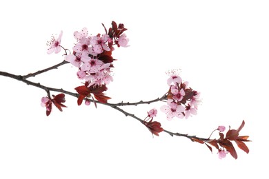 Spring tree branch with beautiful blossoms isolated on white