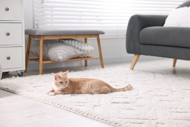 Cute ginger cat lying on floor at home