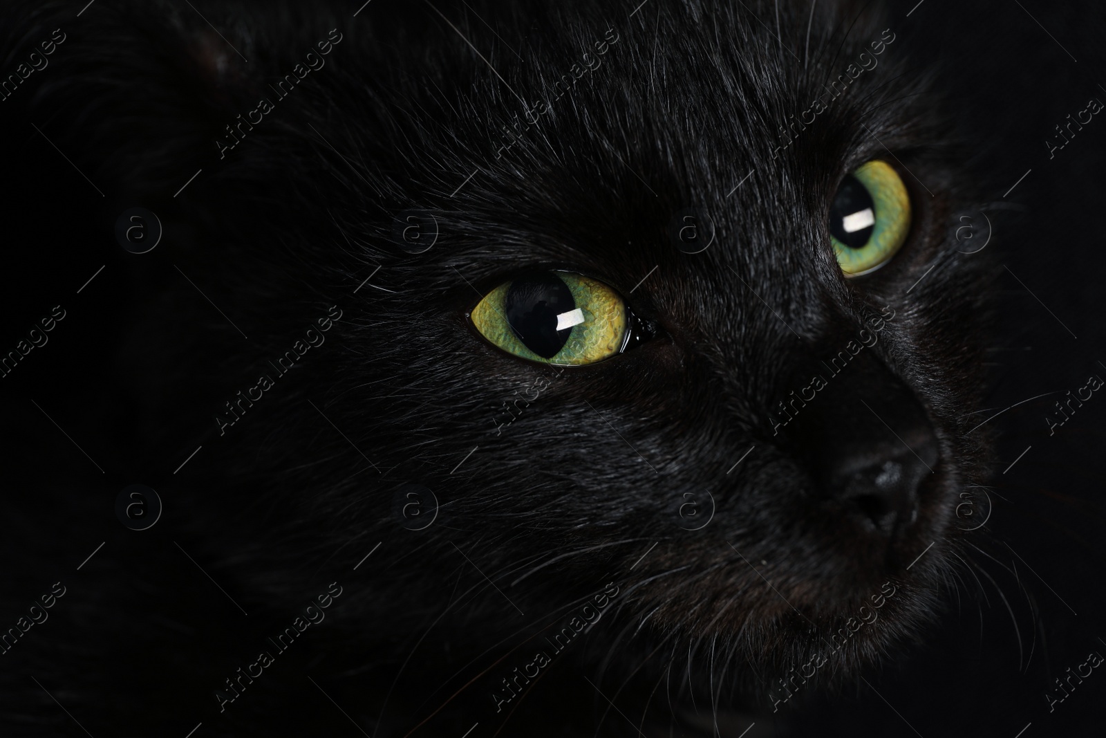 Photo of Black cat with beautiful eyes on dark background, closeup