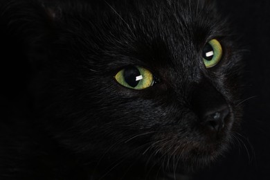 Black cat with beautiful eyes on dark background, closeup