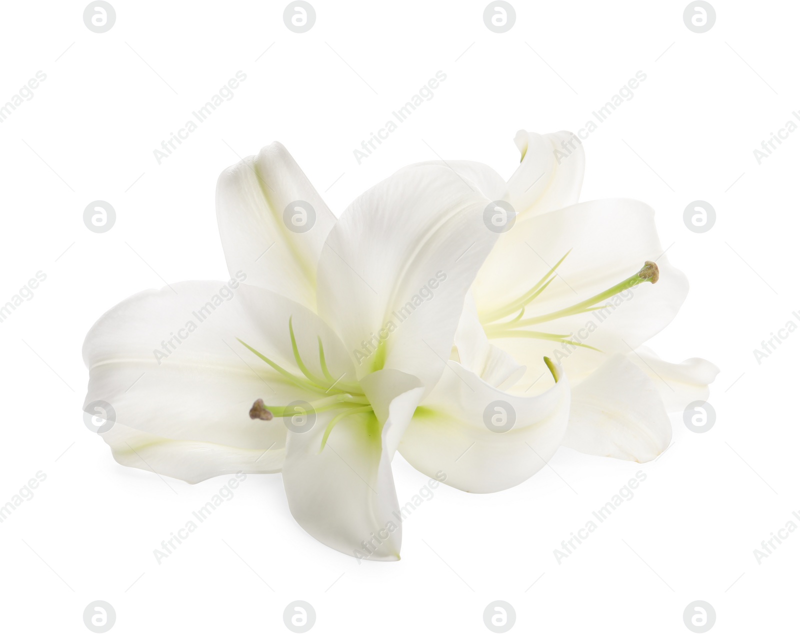 Photo of Beautiful fresh lily flowers isolated on white