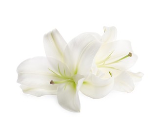 Beautiful fresh lily flowers isolated on white