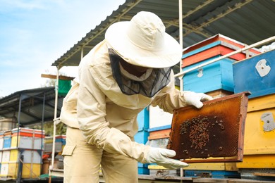 Photo of Beekeeper in uniform with honey frame at apiary