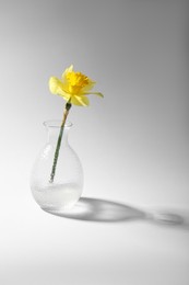 Photo of Beautiful yellow daffodil in vase on grey background, space for text
