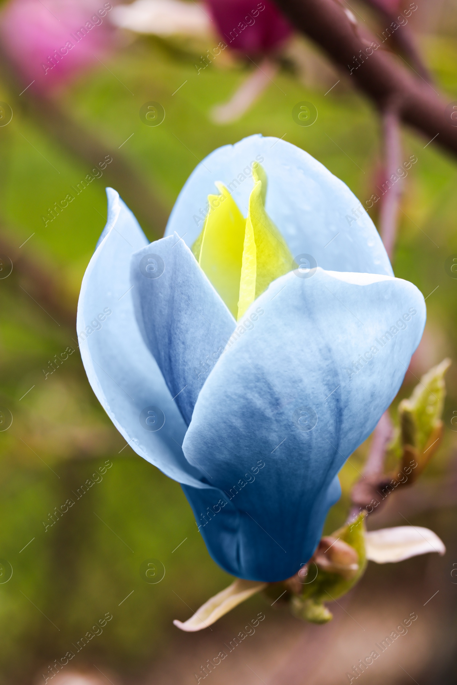 Image of Beautiful delicate magnolia Blue Opal outdoors, closeup. Spring season