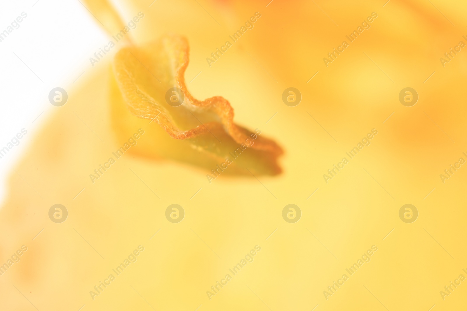 Photo of Beautiful flower with water drops on blurred background, macro view