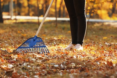 Woman cleaning up fallen leaves with rake on sunny day. Autumn work