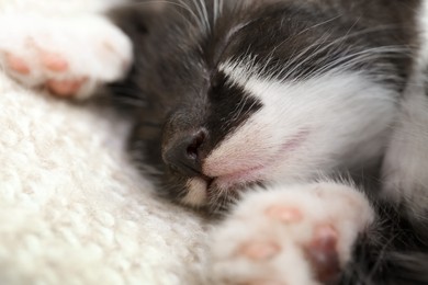 Photo of Cute baby kitten sleeping on cozy blanket, closeup
