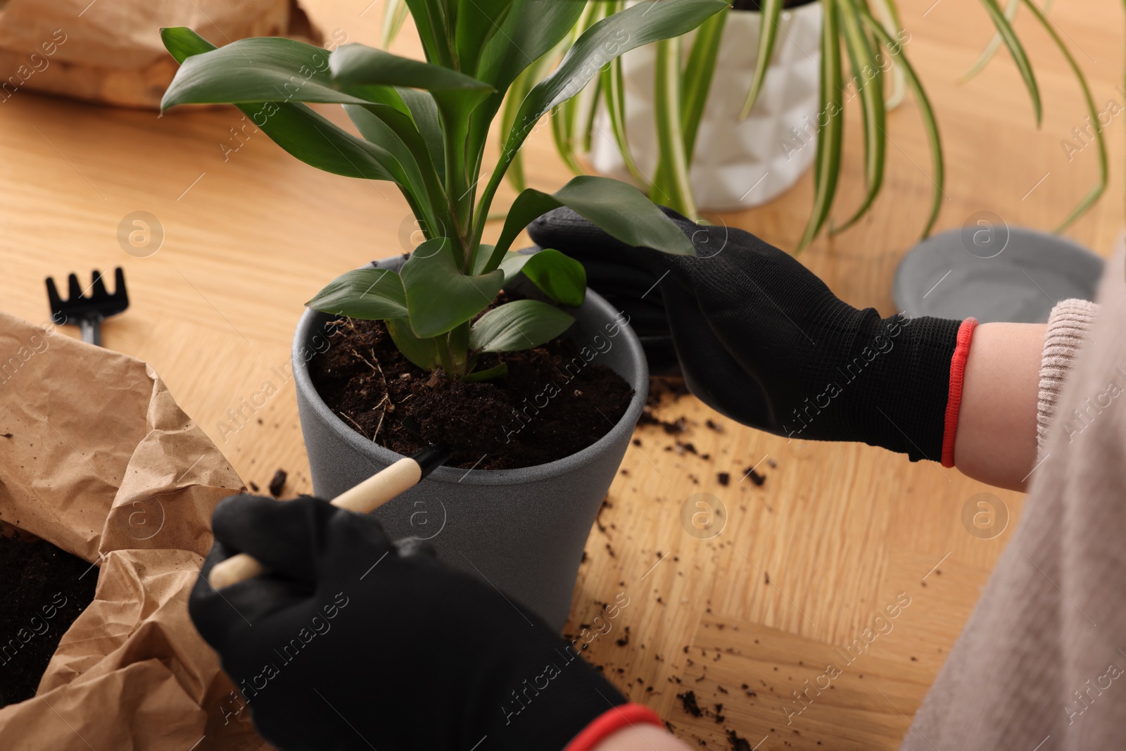 Photo of Woman in gloves transplanting houseplant into new pot at wooden table indoors, closeup