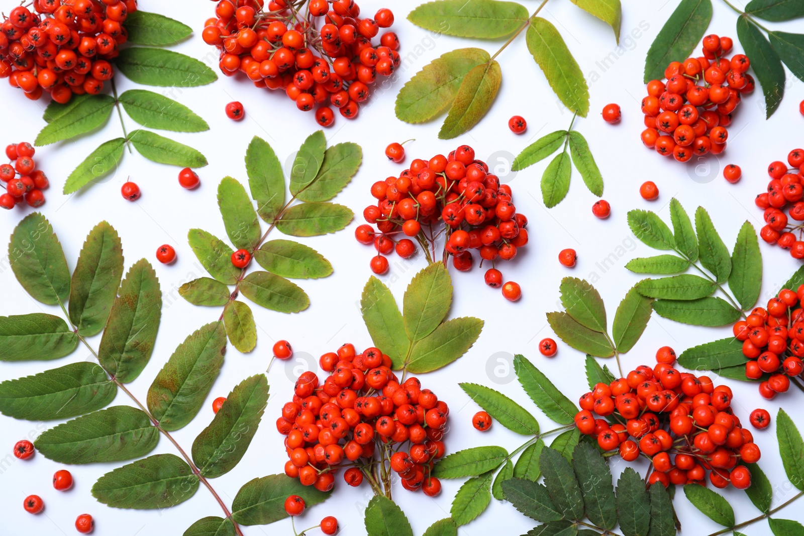 Photo of Fresh ripe rowan berries and green leaves on white background, top view