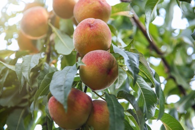Photo of Ripe peaches on tree branch in garden