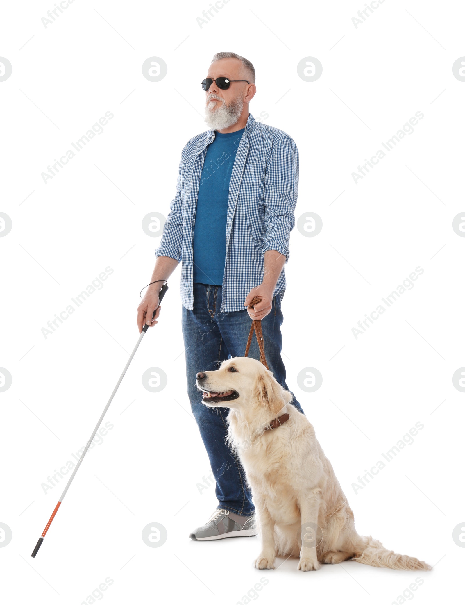 Photo of Blind person with long cane and guide dog on white background