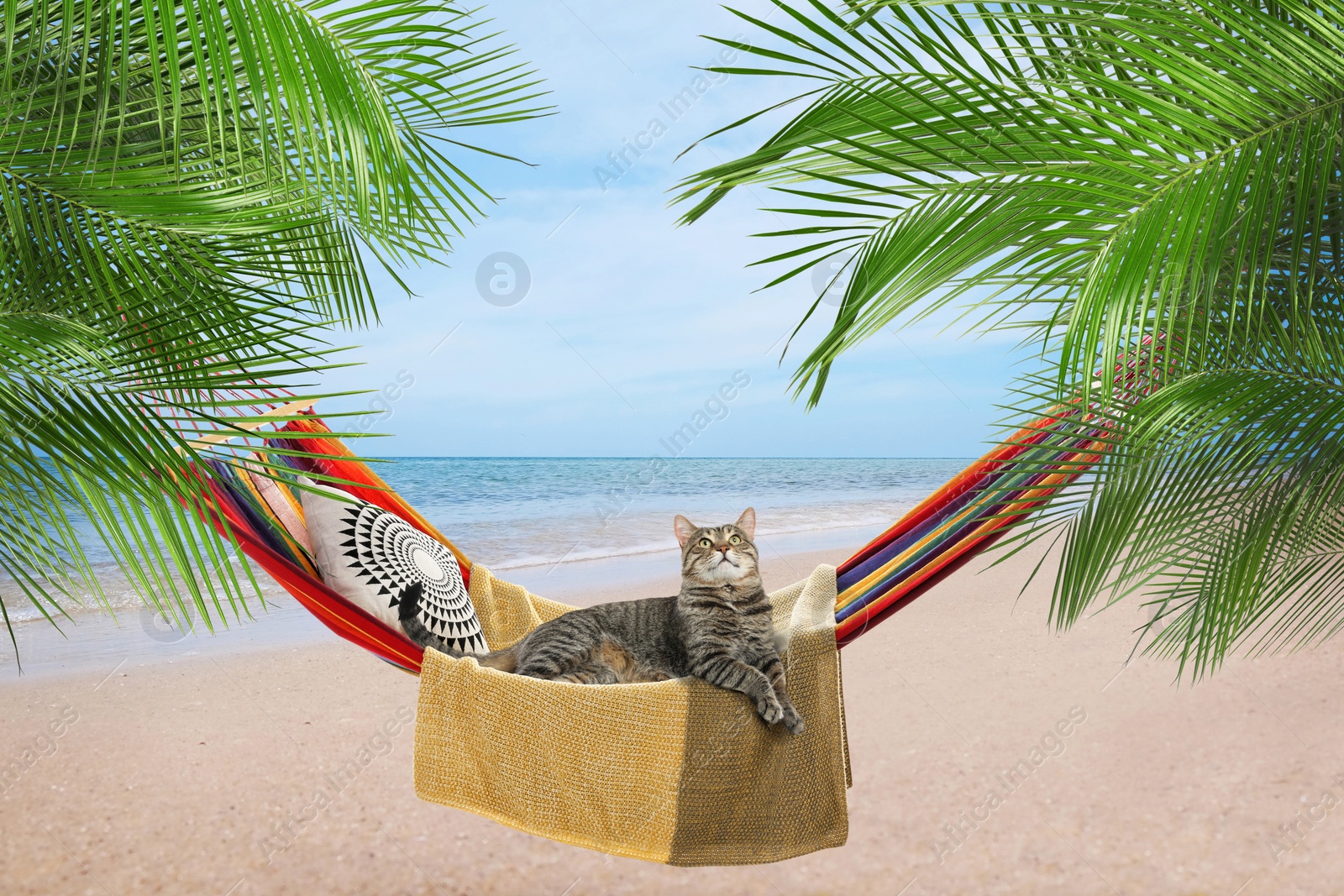 Image of Cute cat in hammock between palms near sea on sunny day. Summer vacation with pet