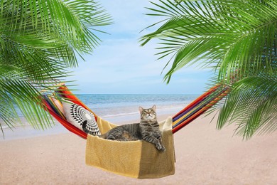 Image of Cute cat in hammock between palms near sea on sunny day. Summer vacation with pet