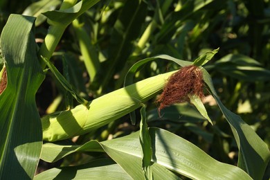 Ripe corn cob in field on sunny day, closeup