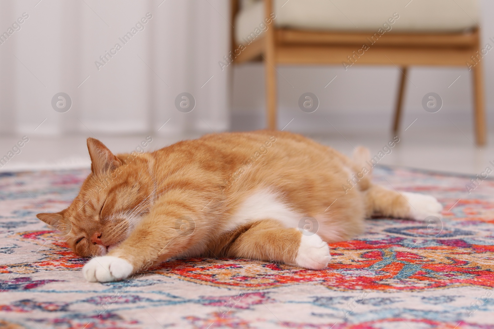 Photo of Cute ginger cat lying on carpet at home