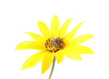 Photo of Beautiful honeybee and flower on white background