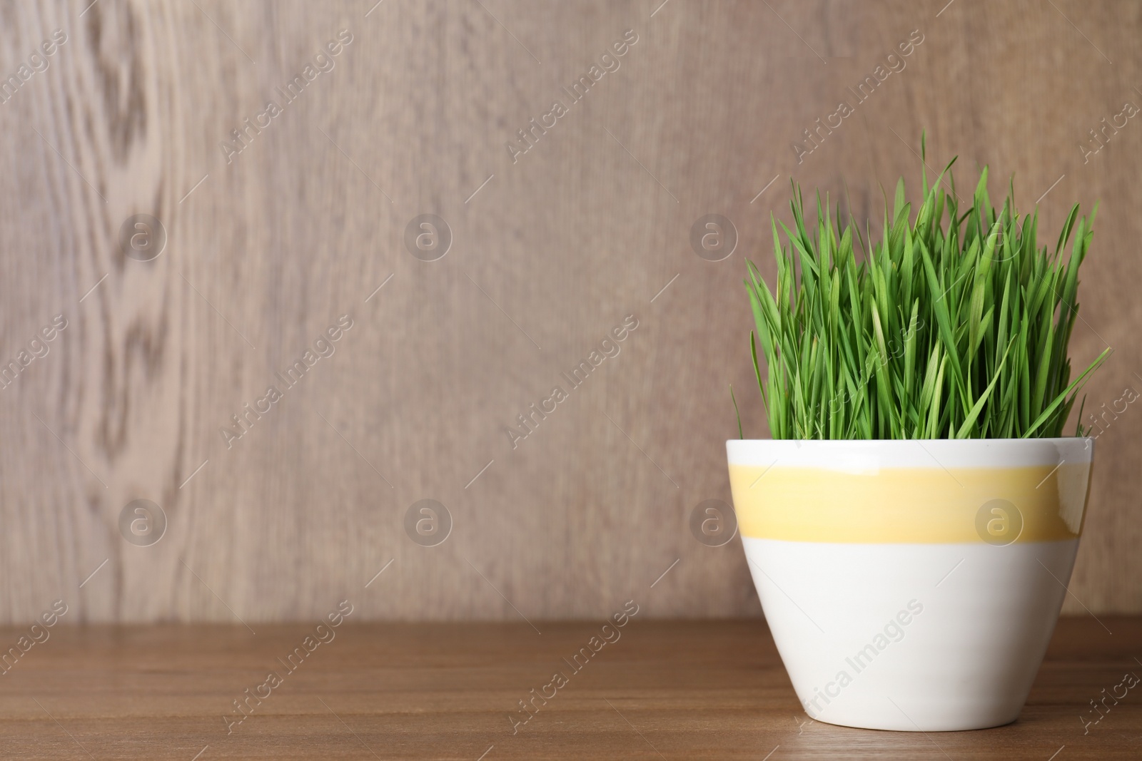 Photo of Pot with wheat grass on table against wooden background. Space for text