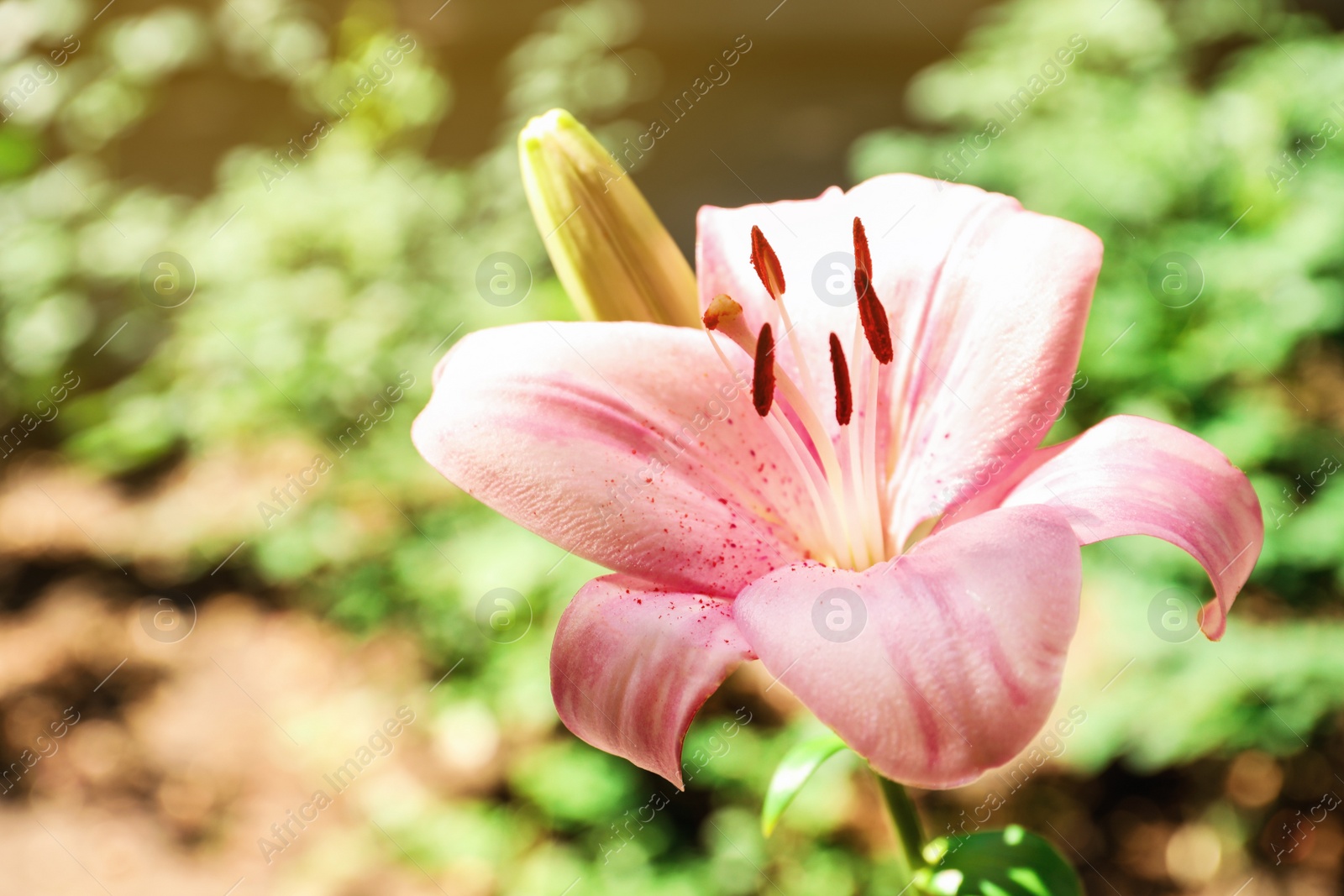 Photo of Beautiful blooming lily flower in garden, closeup