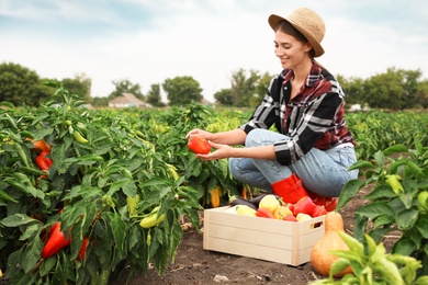 Photo of Farmer taking bell pepper from bush in field. Harvesting time