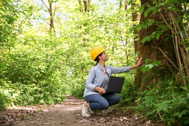 Photo of Forester with laptop examining tree in forest