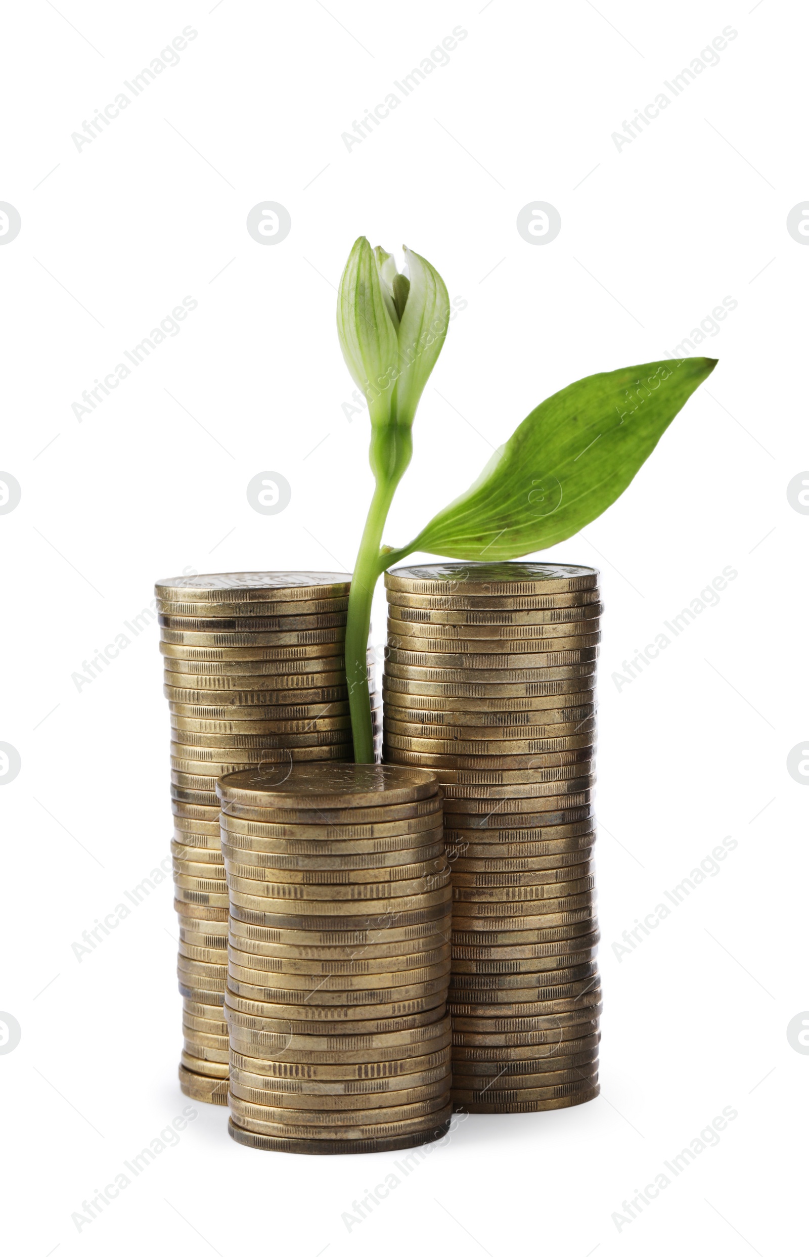 Photo of Stacks of coins and green plant on white background. Investment concept