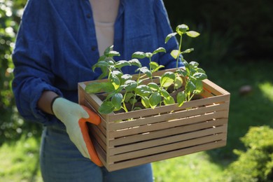 Photo of Woman holding crate with seedlings outdoors, closeup