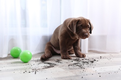Photo of Chocolate Labrador Retriever puppy and dirt on floor indoors