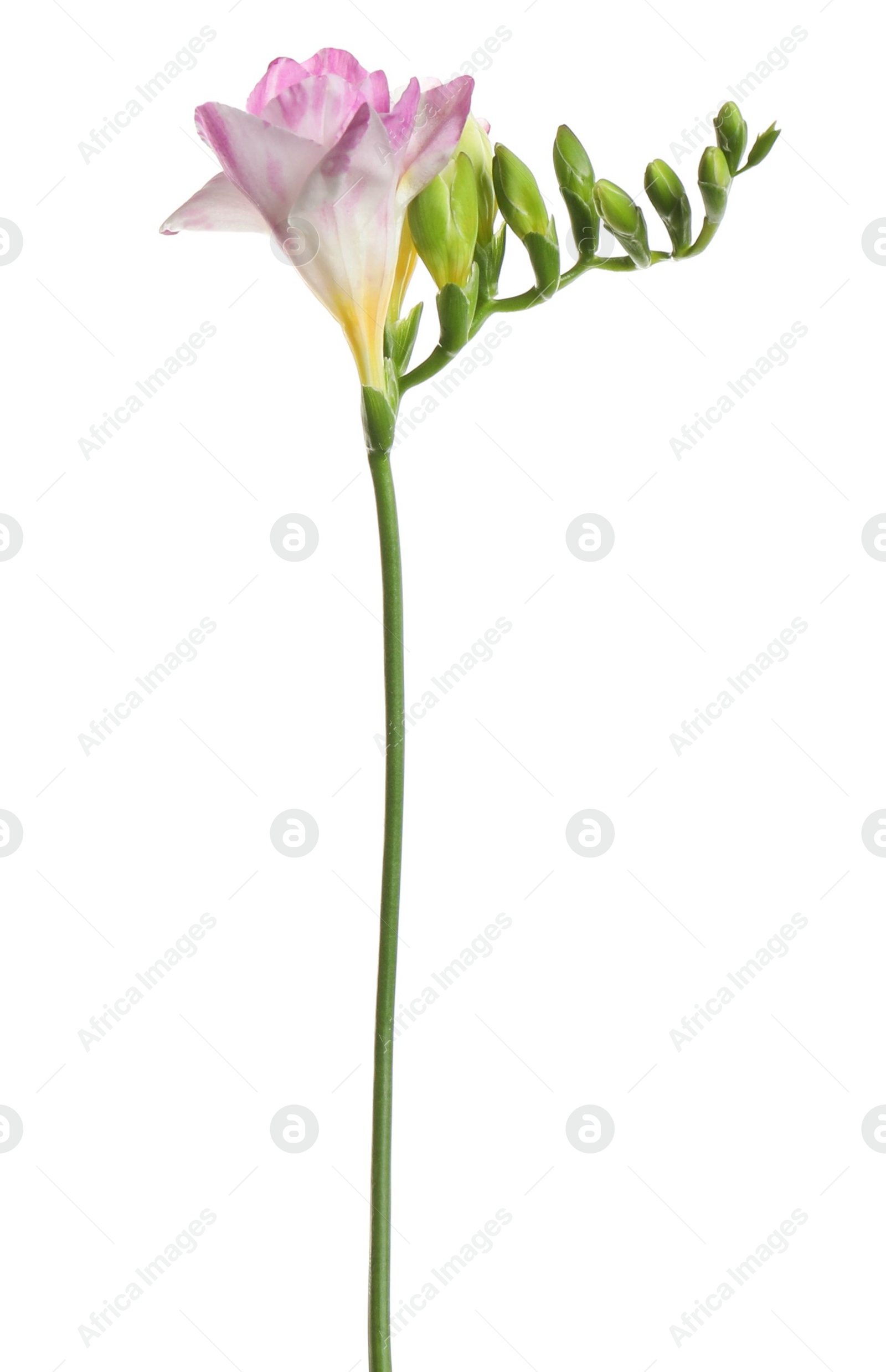 Photo of Beautiful tender freesia flower isolated on white