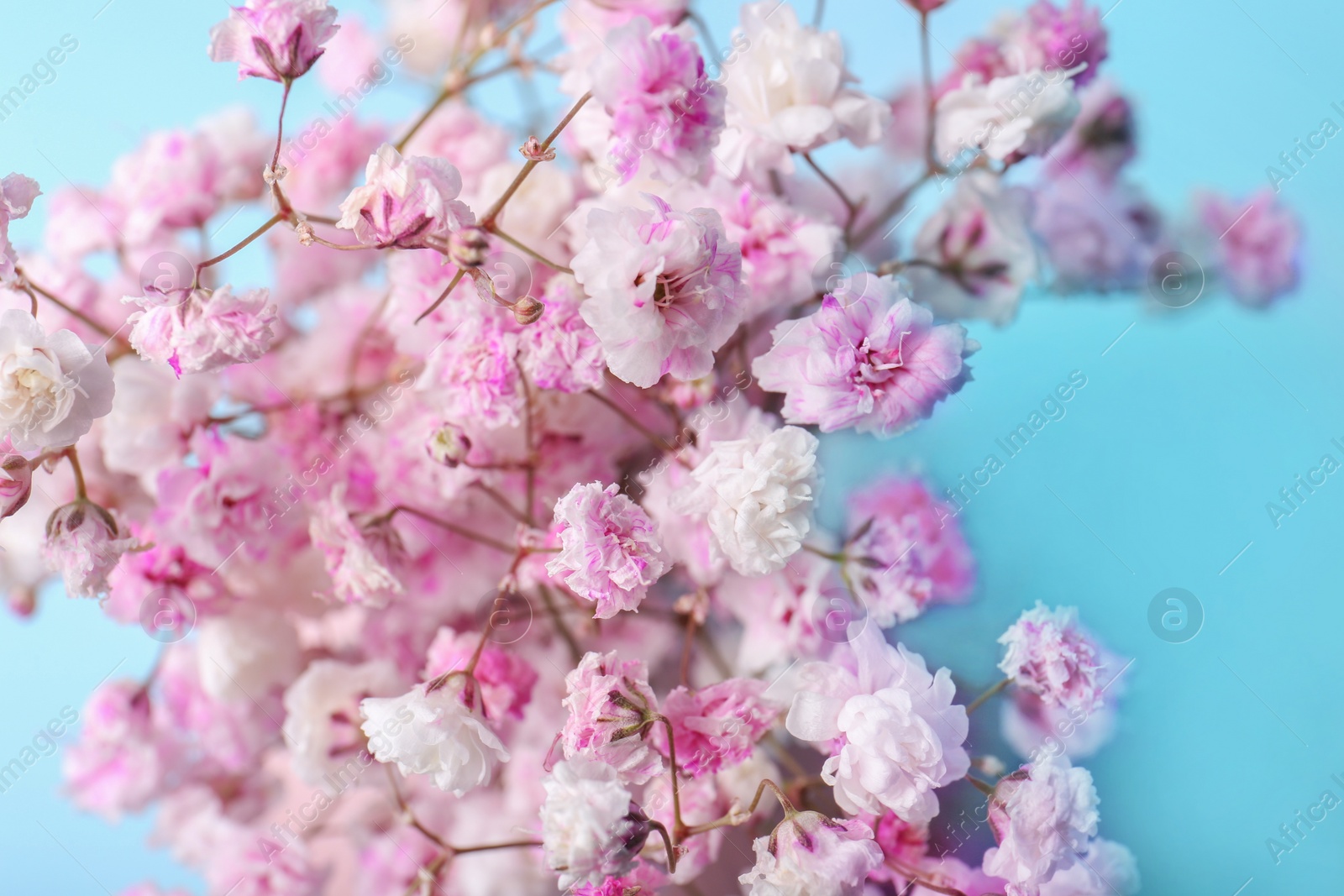 Photo of Beautiful dyed gypsophila flowers on light blue background, closeup