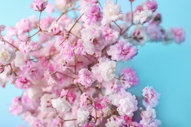 Beautiful dyed gypsophila flowers on light blue background, closeup