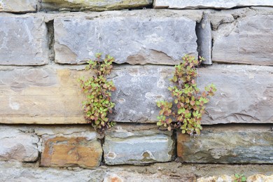 Plants growing through cracks in stones, closeup